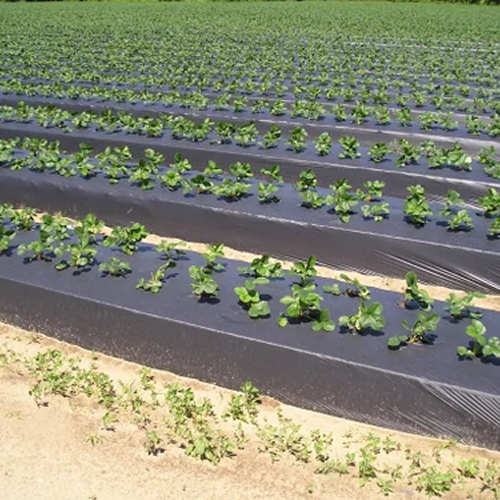 Black Mulch Film